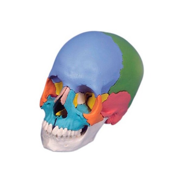 3B Anatomical Model - Didactic Skull, Beauchene 22-Part